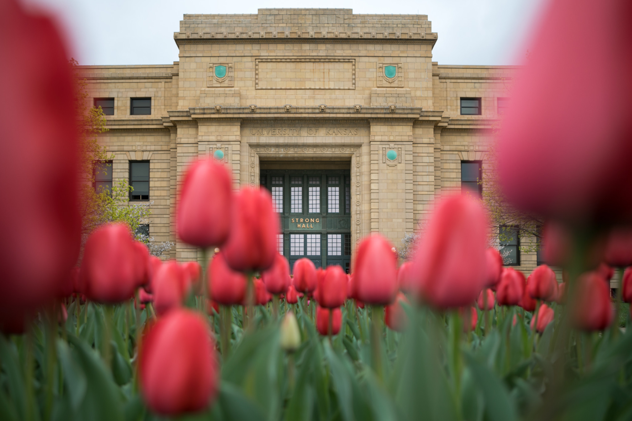 pink tulips in front of strong hall